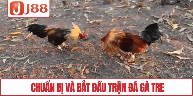 Chuẩn bị và bắt đầu trận đá gà tre