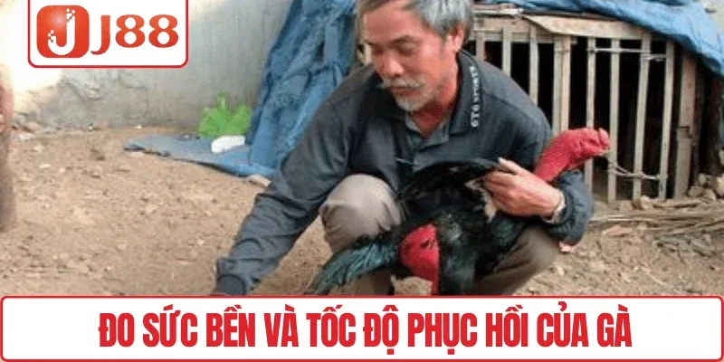 Đo sức bền và tốc độ phục hồi của gà