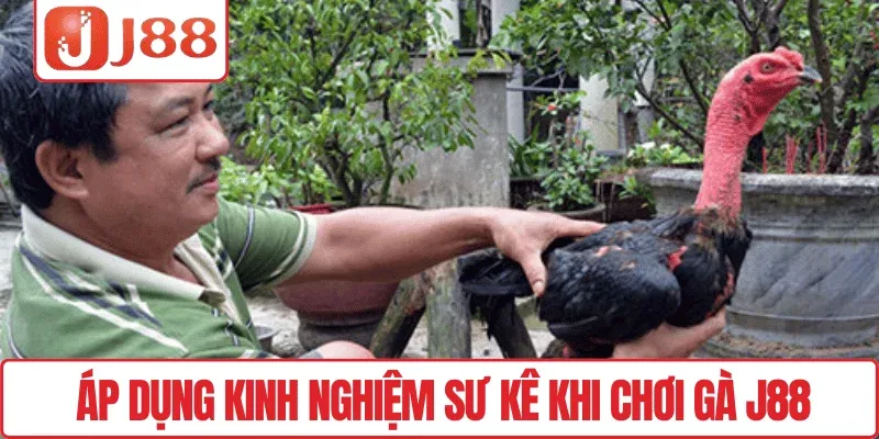 Áp dụng kinh nghiệm sư kê khi chơi gà J88