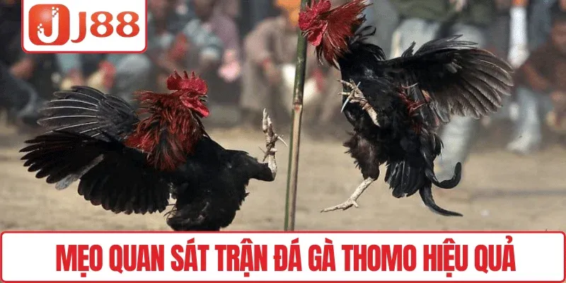 Mẹo quan sát trận Đá gà Thomo hiệu quả